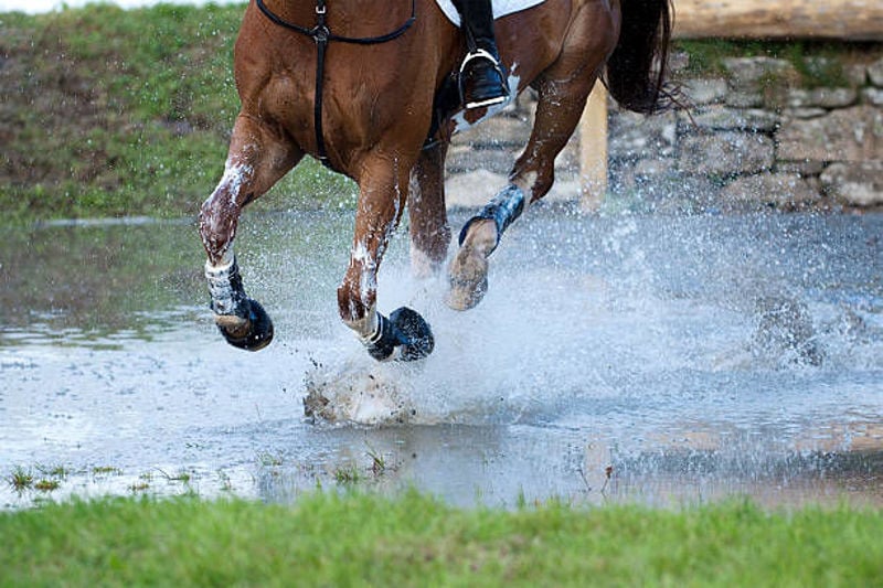 Energy sources for the performance horse